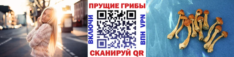 KRAKEN ссылка  Камышлов  Галлюциногенные грибы Psilocybe  купить наркотик 